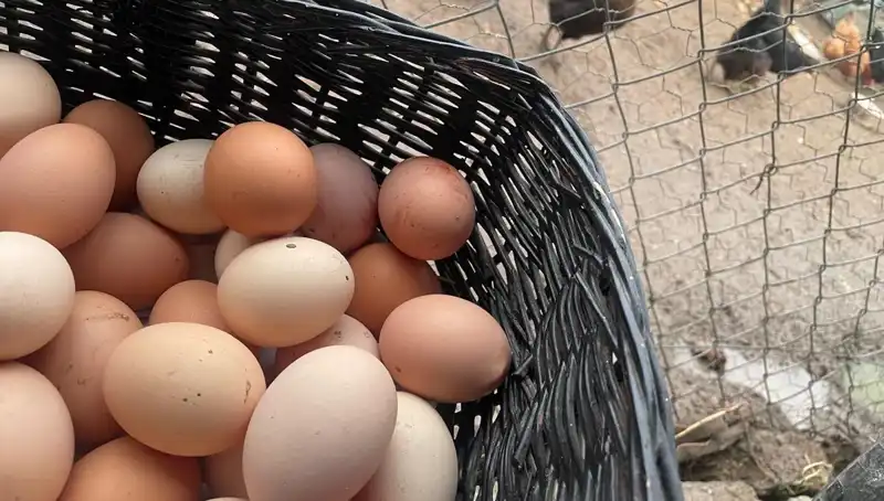 Okulların Açılmasıyla Diyetlerde Uygun Fiyatlı Proteinin Yükselişi