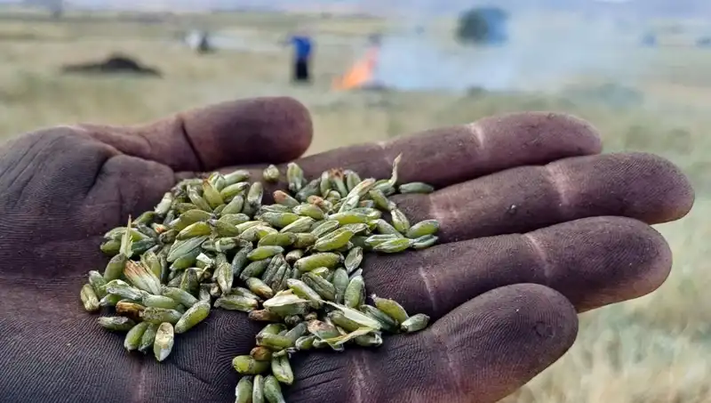Firik Sezonu Geldi: Damaklarda Büyülü Bir Yolculuk Başlıyor