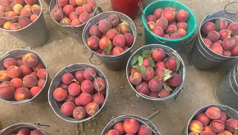 Çiftçilerin Yüzlerini Güldüren Hasat Dönemi: Fiyatlar 100 Liraya Ulaştı