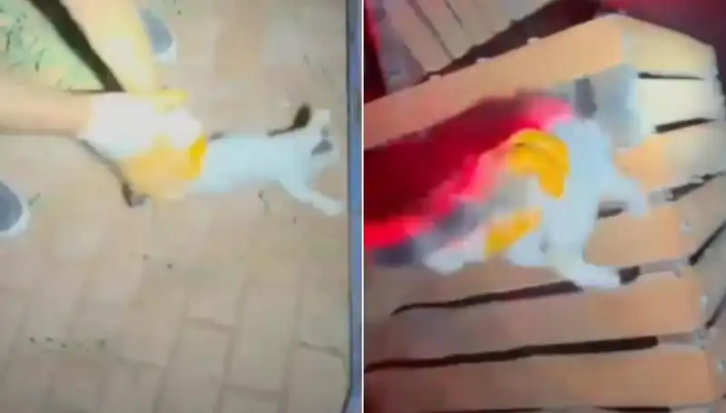 Gece Yarısı İtfaiye Ekipleri Sevimli Kediyi Kurtardı