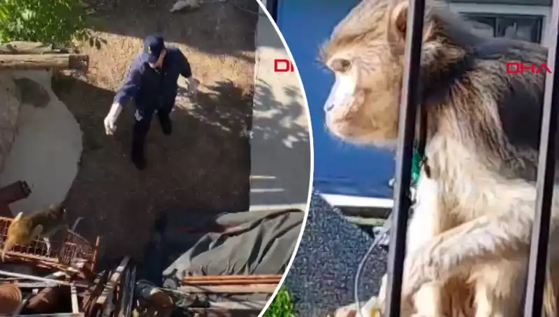 Muğla'da Şaşkınlık Yaratan Maymun Kovalamacası: Mahalle Halkı Peşinden Koştu!