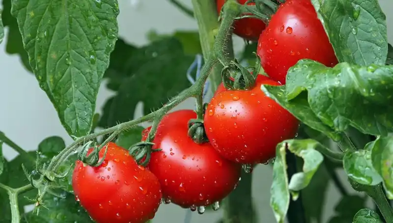 Domatesler, Milyonlarca Yıl Gerideki Dönemlere Işık Tutuyor