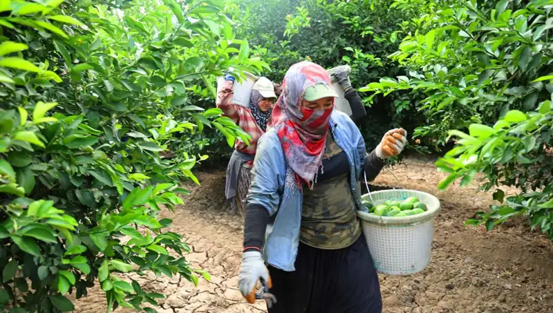 Marketlerde Patates Fiyatları Rekor Kırdı: Düşüş İçin Umut Var