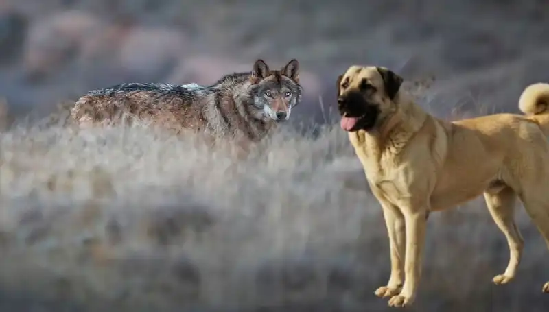 Kangal Köpeği: Artan Kurt Popülasyonu, Yeni Bir Talebi Beraberinde Getirdi