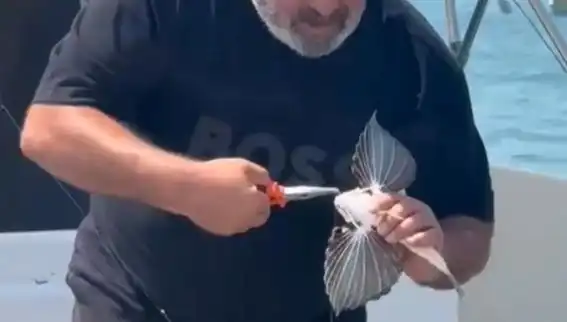 Saros'ta Nadir Görülen Kırlangıç Balığı Oltaya Takıldı: Balıkçılar Şaşkın!