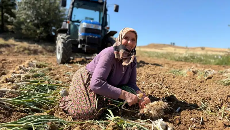 Günlük Bin 200 Liraya Selenyum Zengini Ürün Tarladan Toplanıyor!