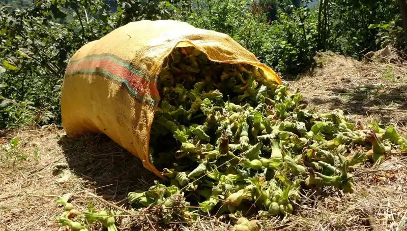 Giresun'da Fındık Hasadı Heyecanı Başladı: Çiftçiler Alanlarda