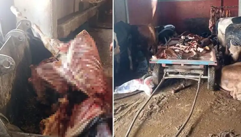 Adana’da Eşsiz Operasyon: 2,5 Ton At Eti Ele Geçirildi ve 4 At Kurtarıldı