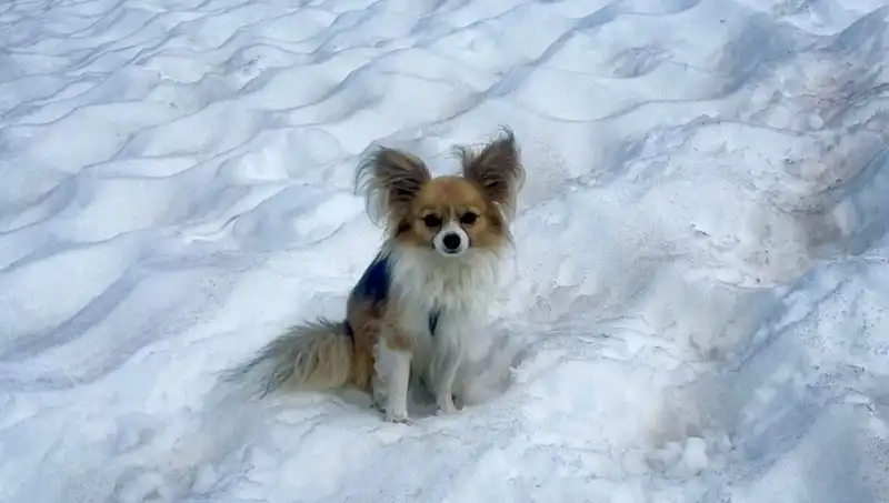 Buzul Yarığına Düşen Adamı Köpeği Tüm Hızıyla Kurtardı