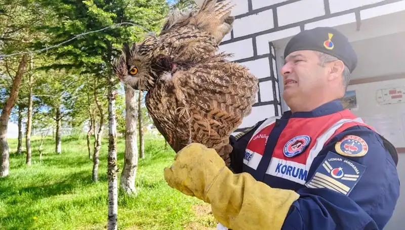 Dikenli Tellere Takılan Puhu, Hayata Döndü: Hayvanseverlerin Umut Dolu Hikayesi