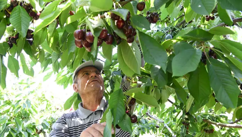 Lapseki'nin Devasa İncisi: 5 Kilo Ağırlığında, Çay Bardağına Sığmıyor!