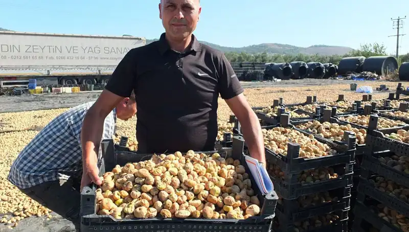 Balıkesir’de Hasat Sezonu Başladı: Çin ve Rusya'ya İhracat Heyecanı