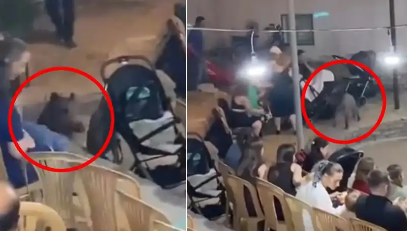 Düğün Klibine Dalınca Yaban Domuzu Davetlileri Korkuttu