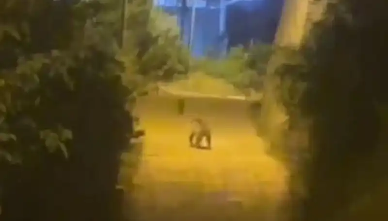 Gümüşhane Merkezine İnen Ayı, Vatandaşları Korkuttu