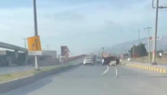 Trafikte Deve Kuşu Görülmesi Şehirde Şaşkınlığa Yol Açtı