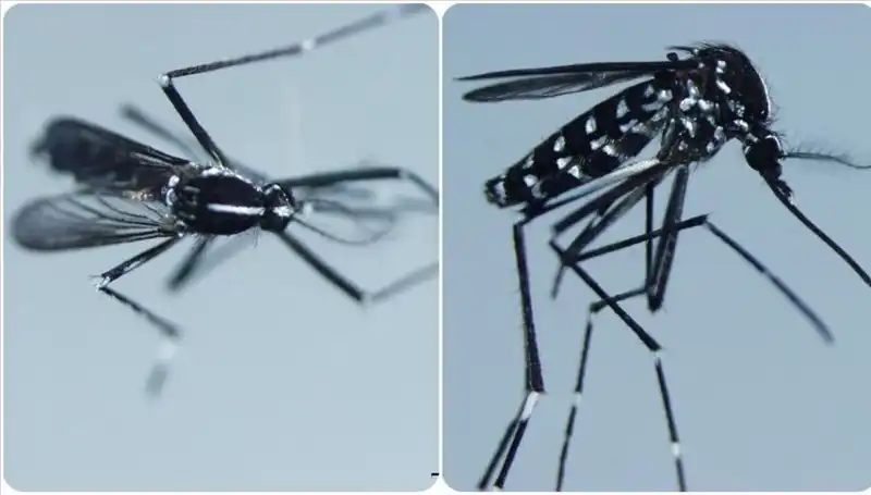 Chikungunya Virüsü Nedir? Belirtileri ve Risk Taşıyan Ülkeler