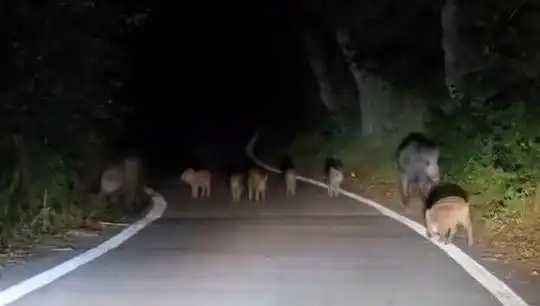 Elazığ'da Domuz Sürüsü Yolda Aniden Görüntülendi, Araç Sürücüleri Şaşkına Döndü!