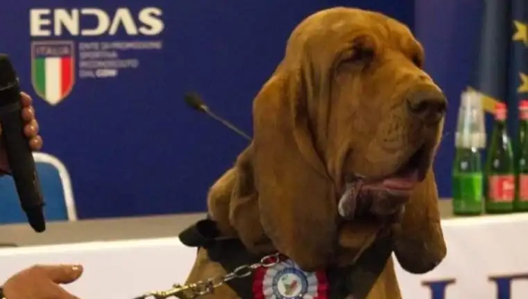 Arama Köpeğine Suikast: Çivili Sosisle Öldürülen Kahraman Can Dostu